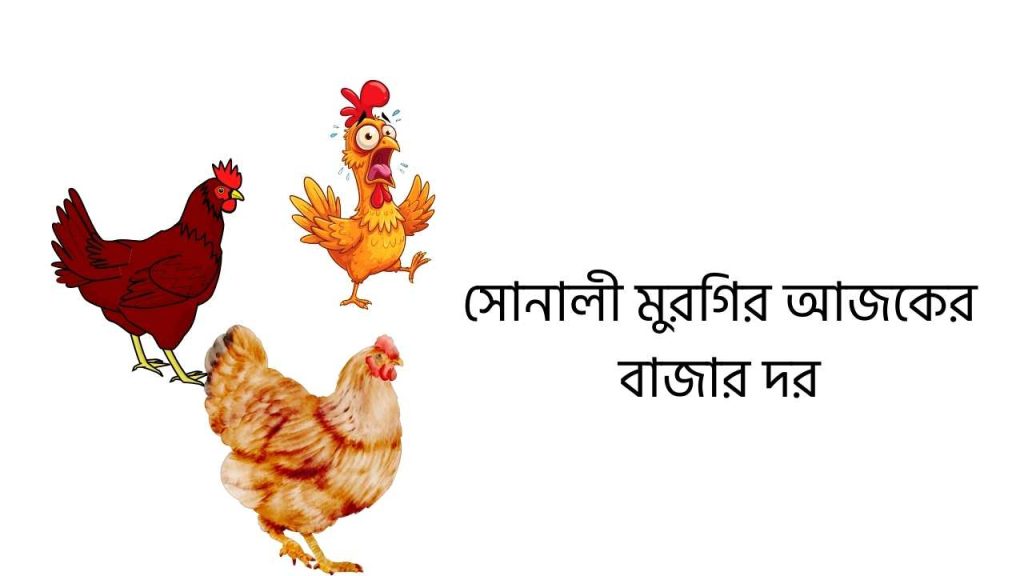 সোনালী মুরগির আজকের বাজার দর