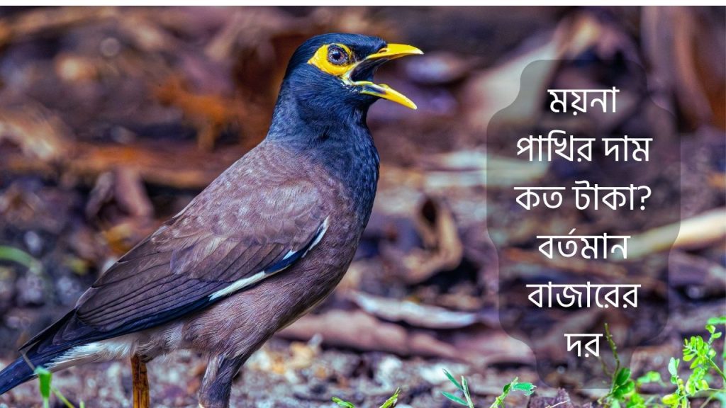 ময়না পাখির দাম কত টাকা? বর্তমান বাজারের দর